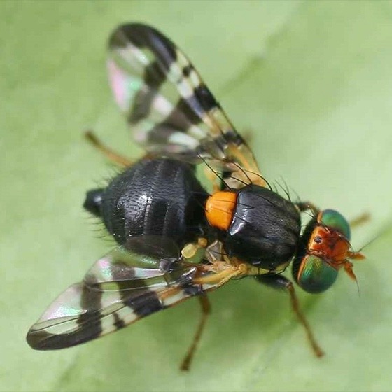 Rhagoletis cerasi